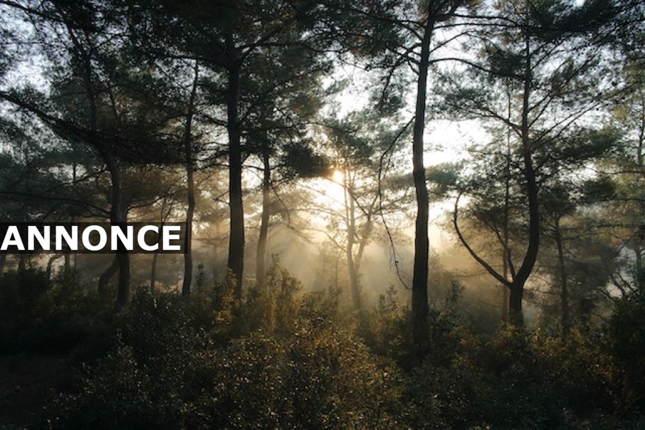 Alt du skal vide om åbybro